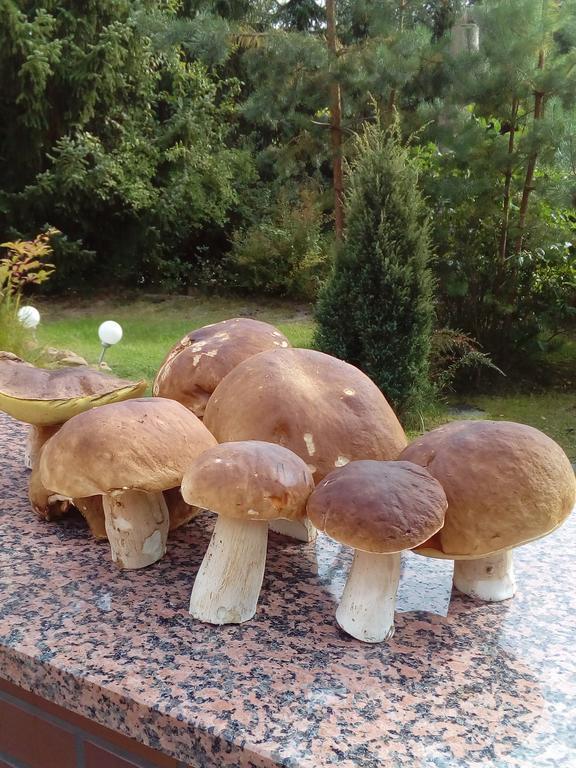 Ferienhäuser Golinski mit Kamin und umzäutem Grundstück am Neuendorfer See Alt Schadow Exterior foto
